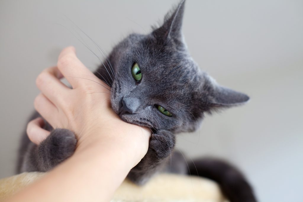 Petting Aggression: Don't be a Bite Victim! – Feline Behavior Solutions
