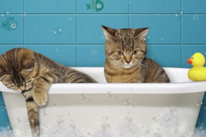 Rub-a-Dub-Dub: To Bathe or Not to Bathe