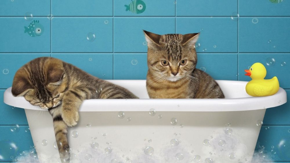 Rub-a-Dub-Dub: To Bathe or Not to Bathe