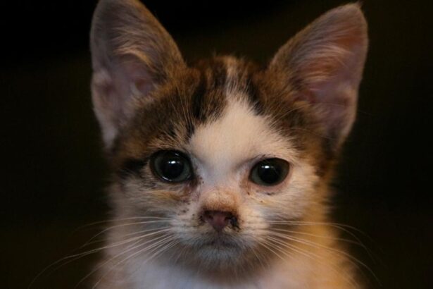 Nothing to Sneeze at: Upper Respiratory Infections in Kittens