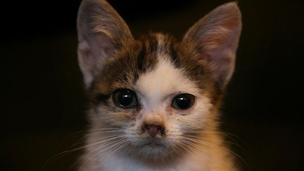 Nothing to Sneeze at: Upper Respiratory Infections in Kittens