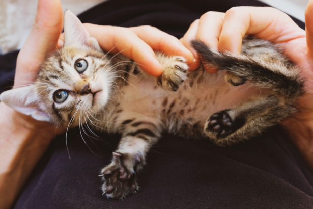 How do I love thee: The Human-Kitten Bond