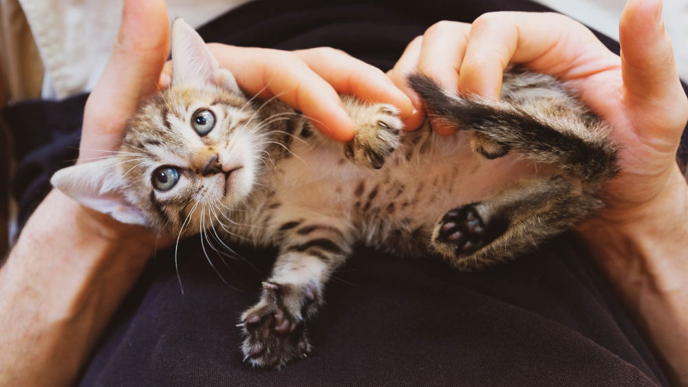 How do I love thee: The Human-Kitten Bond