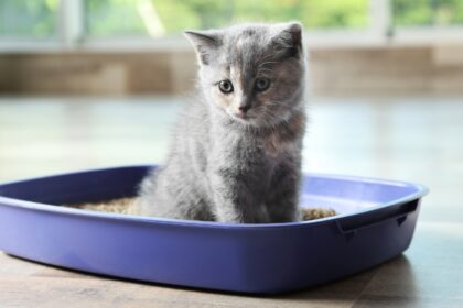 In One End, Out the Other: Understanding Kitten Poop