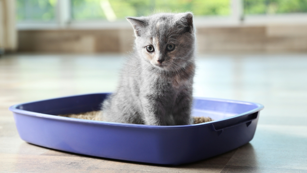 In One End, Out the Other: Understanding Kitten Poop