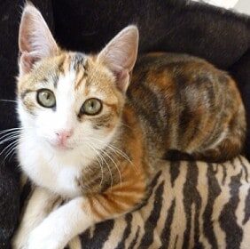 Bee_calia13-282x300-1 Interview with a holistic cat rescue--part 1 natural cat food natural cat care cat adoption