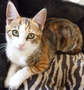 Bee_calia13-282x300-1 Interview with a holistic cat rescue--part 1 natural cat food natural cat care cat adoption