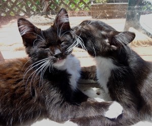 Bee_miller_millie22-300x248-1 Interview with a Holistic Rescue and Care-Part 2 natural cat food natural cat care cat adoption