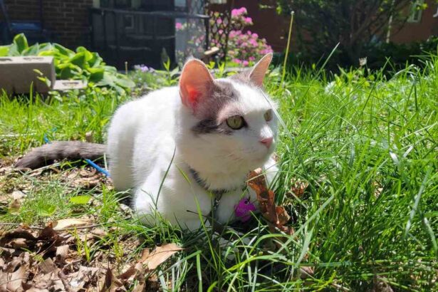 Biscuit Outside