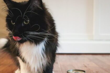 Black White Maine Coon Eating Fussie Cat Chicken Entree In Gravy Pate Wet Canned Cat Food