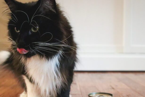 Black White Maine Coon Eating Fussie Cat Chicken Entree In Gravy Pate Wet Canned Cat Food