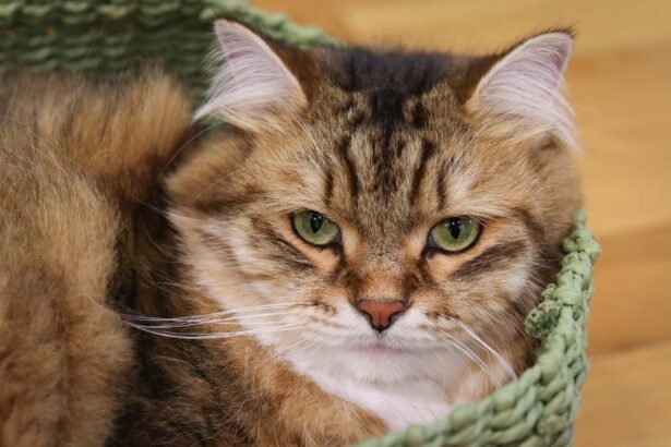 Brown White Siberian Cat Laying In Green Basket