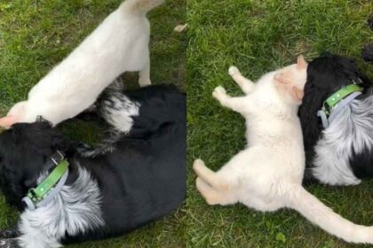 Friendly Cat Wins Everyone Over With His Sweet Personality
