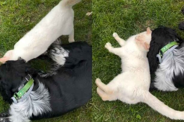 Friendly Cat Wins Everyone Over With His Sweet Personality
