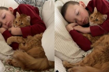 Cat Climbs Into Little Boy’s Bed To Wake Her Up, Ends up Cuddling Instead