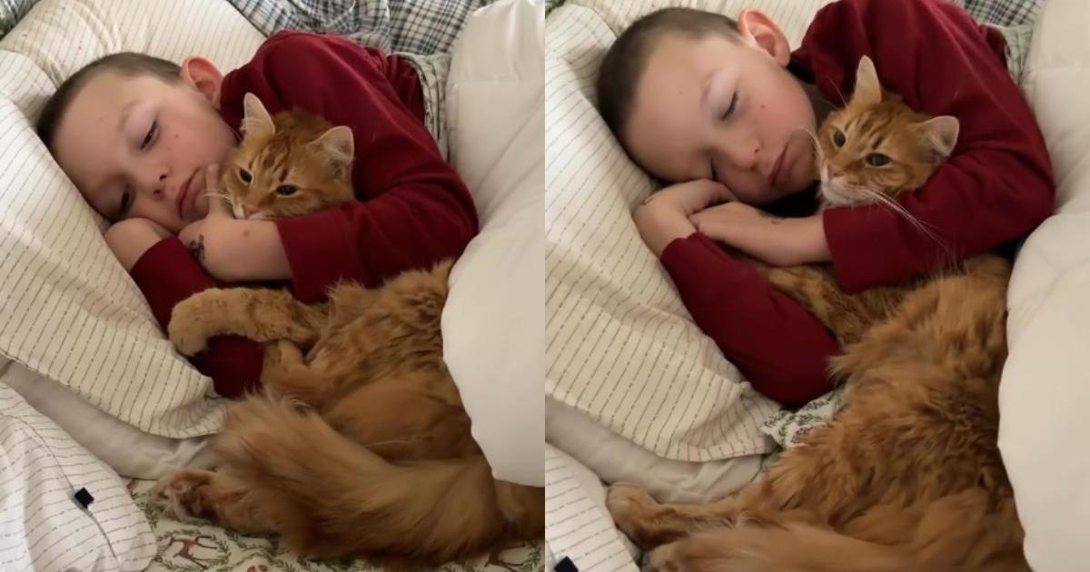 Cat Climbs Into Little Boy’s Bed To Wake Her Up, Ends up Cuddling Instead