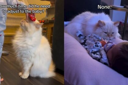 Cat Takes One Look at Little Baby & Adjusts Like They Were Just Meant To Be