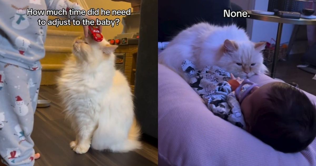 Cat Takes One Look at Little Baby & Adjusts Like They Were Just Meant To Be