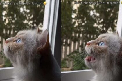 Owner Captures Cat Adorably Talking to Birds in ‘Birdish'