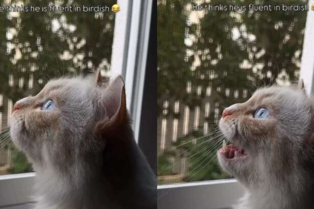 Owner Captures Cat Adorably Talking to Birds in ‘Birdish'