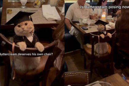 ‘Well-Behaved’ Cat Goes Viral for Attending a Graduation Party