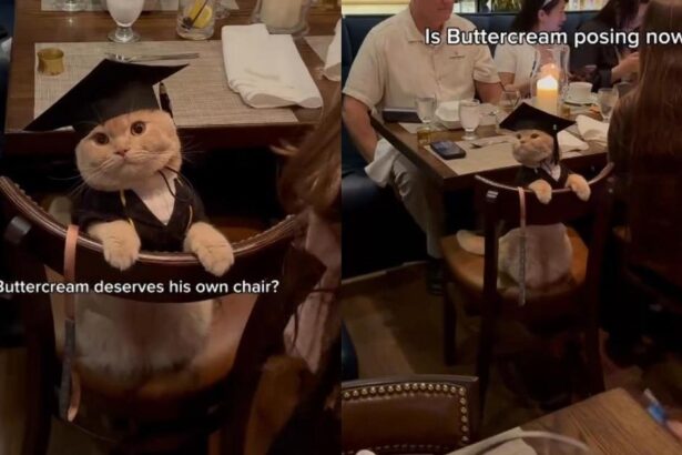 ‘Well-Behaved’ Cat Goes Viral for Attending a Graduation Party