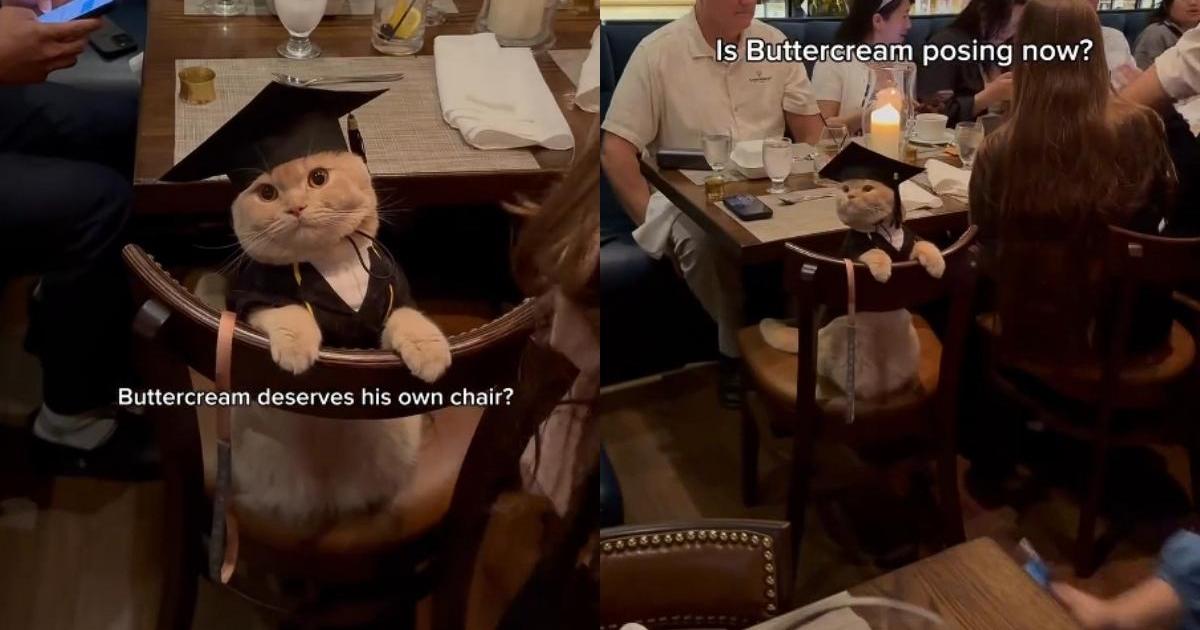 ‘Well-Behaved’ Cat Goes Viral for Attending a Graduation Party