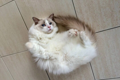 Cat Body Language