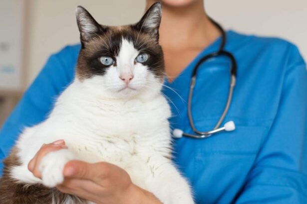 Veterinary nurse holding a fluffy cat at the vet clinic before sterilization surgery