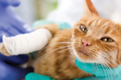 Cat lying on its left side with the lower half of its right front leg wrapped in white gauze