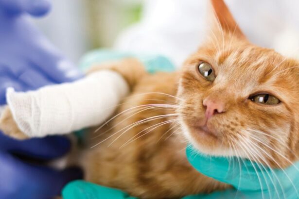 Cat lying on its left side with the lower half of its right front leg wrapped in white gauze