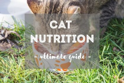 Cat Nutrition: Learn How to Best Feed Your Feline