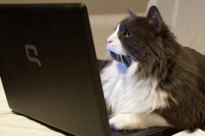 Calls Grow for Mandatory Reporting After Hitting Cats With Vehicles in the UK