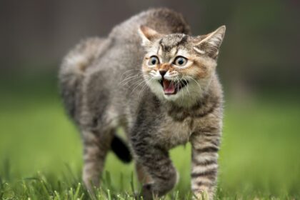 cat hissing and arching his backs