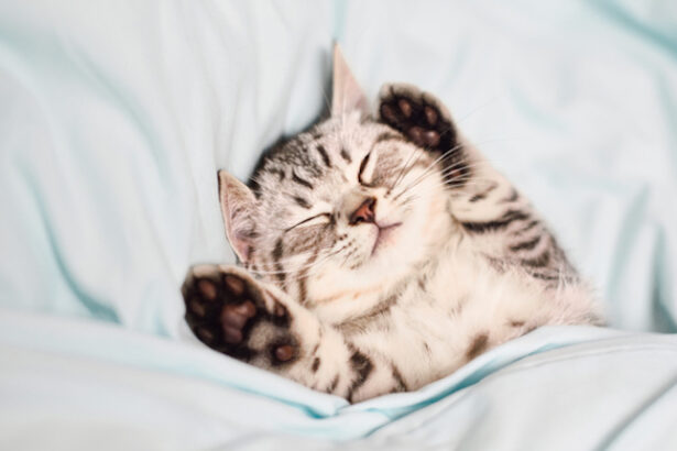 5 Kittens Who Will Get You Through The Cold Weather Blues [VIDEOS]