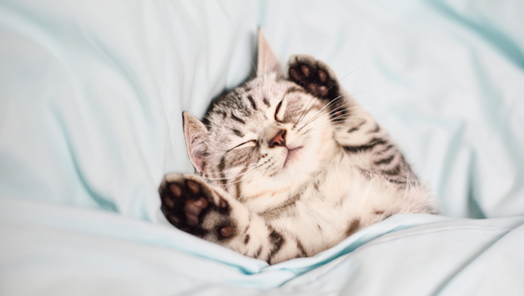 5 Kittens Who Will Get You Through The Cold Weather Blues [VIDEOS]