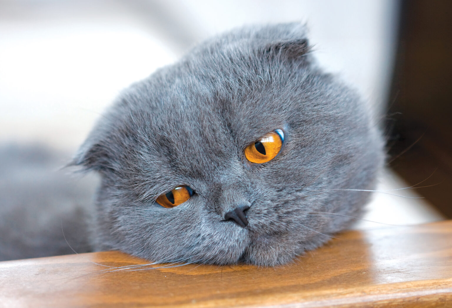 Do Cats Grieve? - Modern Cat
