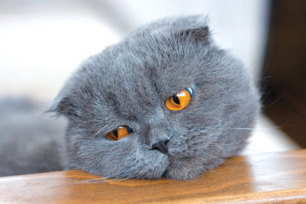 Do Cats Grieve? - Modern Cat