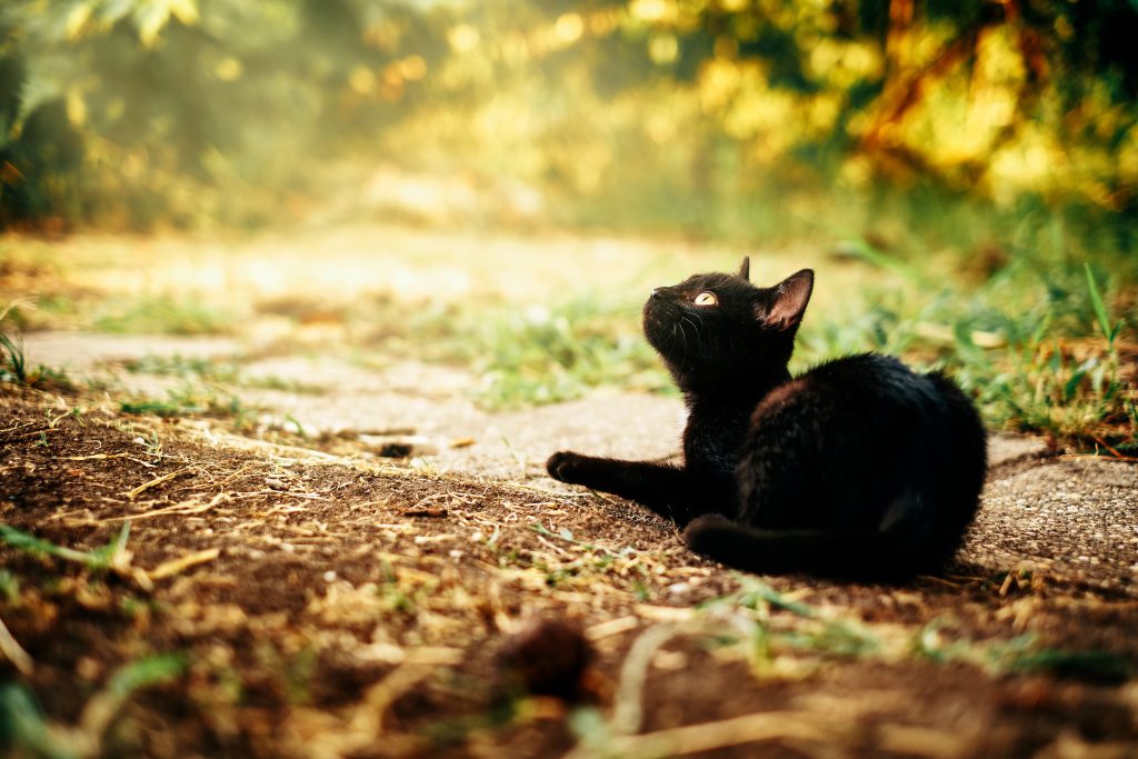 Enrichment for Your Indoor Cat – Feline Behavior Solutions