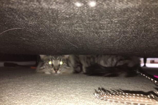 Jasper exhibits signs of fear and anxiety.
