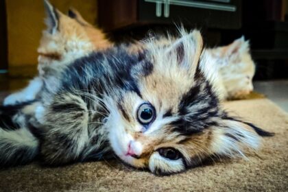 Looking for Intestinal Parasites: Fecal Exams