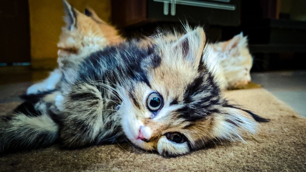 Looking for Intestinal Parasites: Fecal Exams
