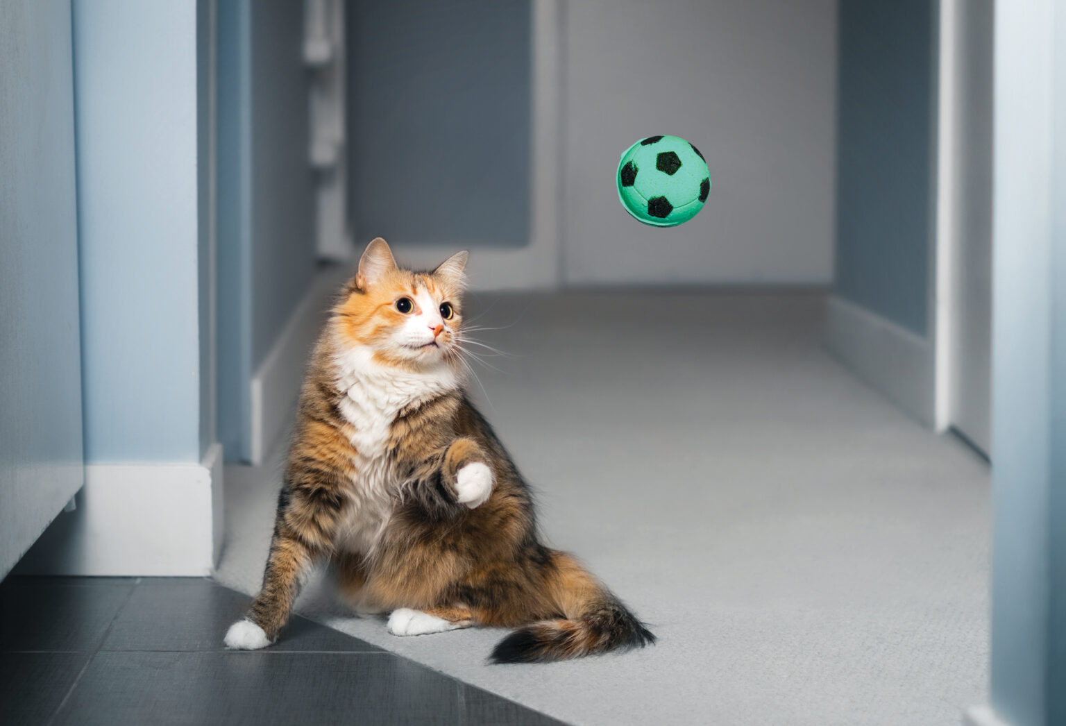 Fetch, Kitty! New Study Shows Many Cats Keen to Play Fetch