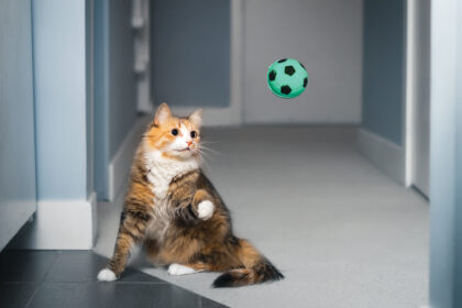 Fetch, Kitty! New Study Shows Many Cats Keen to Play Fetch