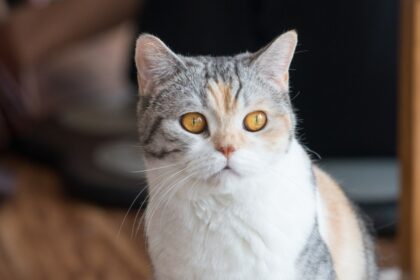 American Wirehair