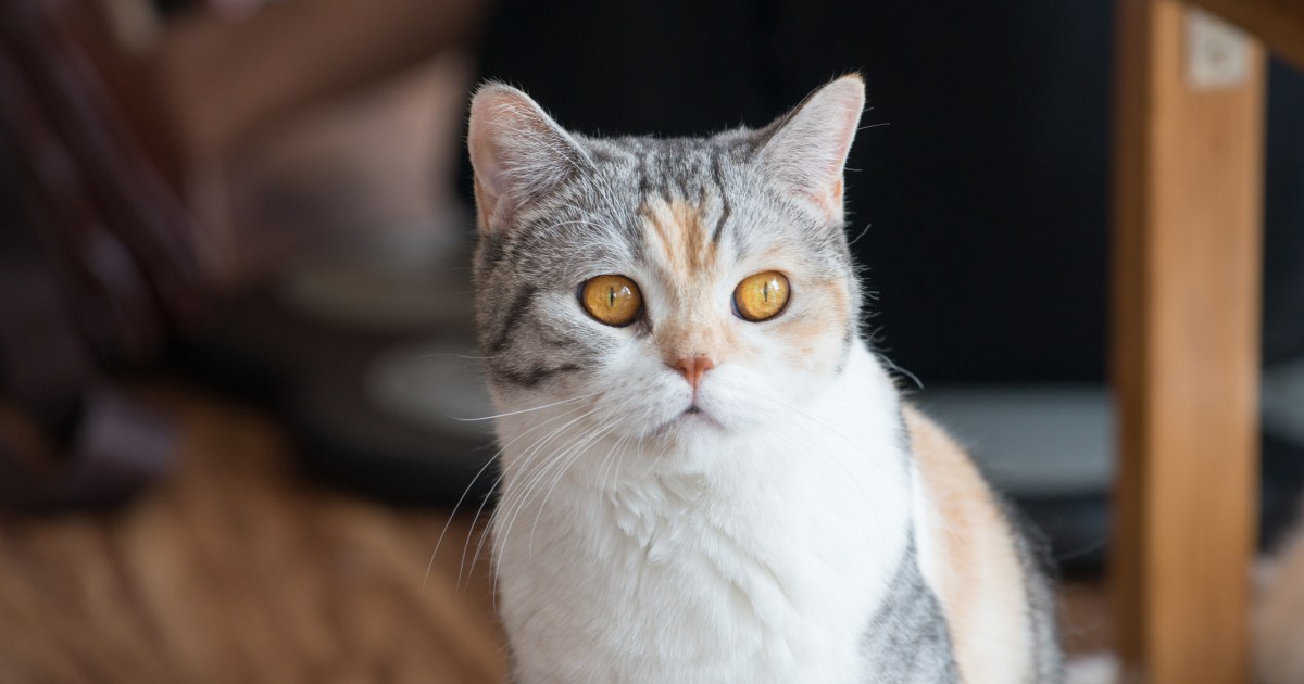 American Wirehair