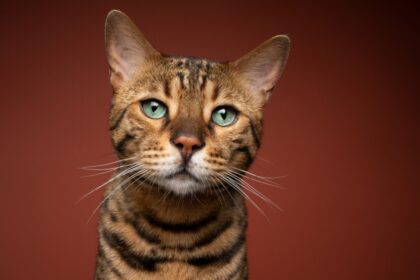 Bengal Cats