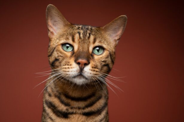 Bengal Cats