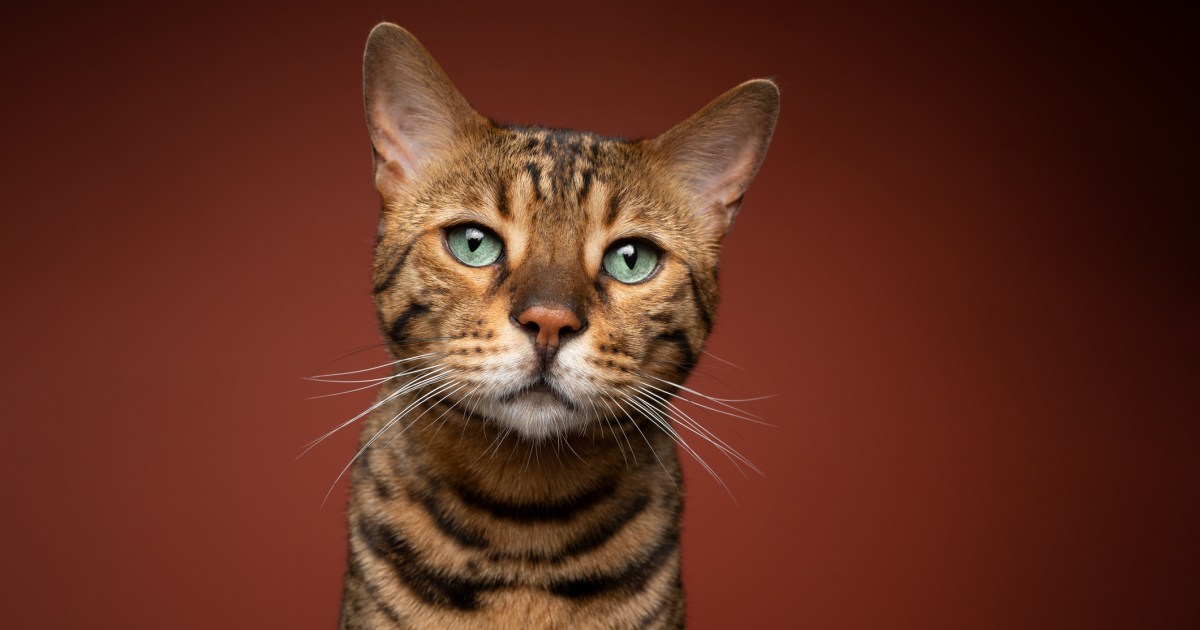 Bengal Cats
