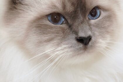Birman